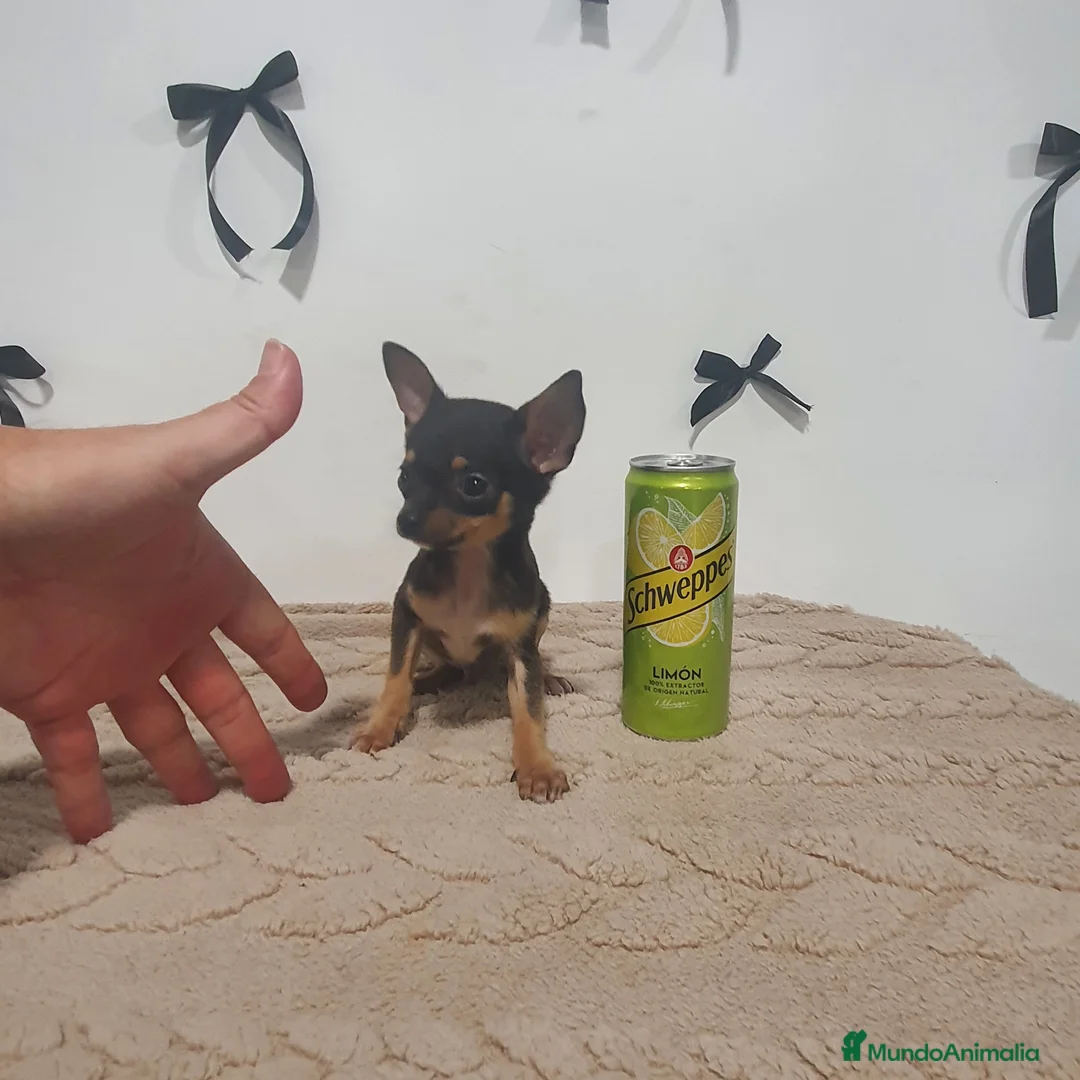 Chihuahua perros en venta: Chihuahua miniatura  - Anuncio 4