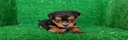 Yorkshire Terrier perros en venta: Yorkshire terrier - Anuncio 13