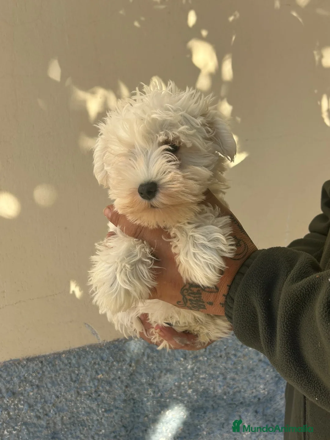 Schnauzer Miniatura perros en venta: Schnauzer, hembra - Anuncio 2