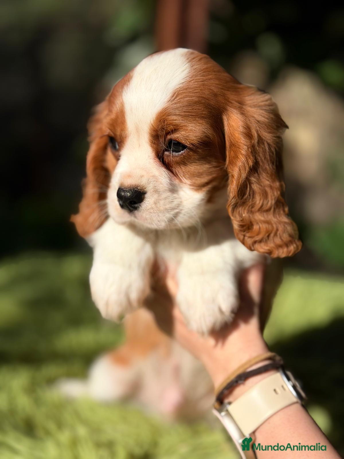 Cavalier King Charles Spaniel perros CAVALIER KING MACHO - Anuncio 2