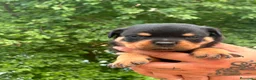 Rottweiler perros en venta: Rottwuiler  - Anuncio 4