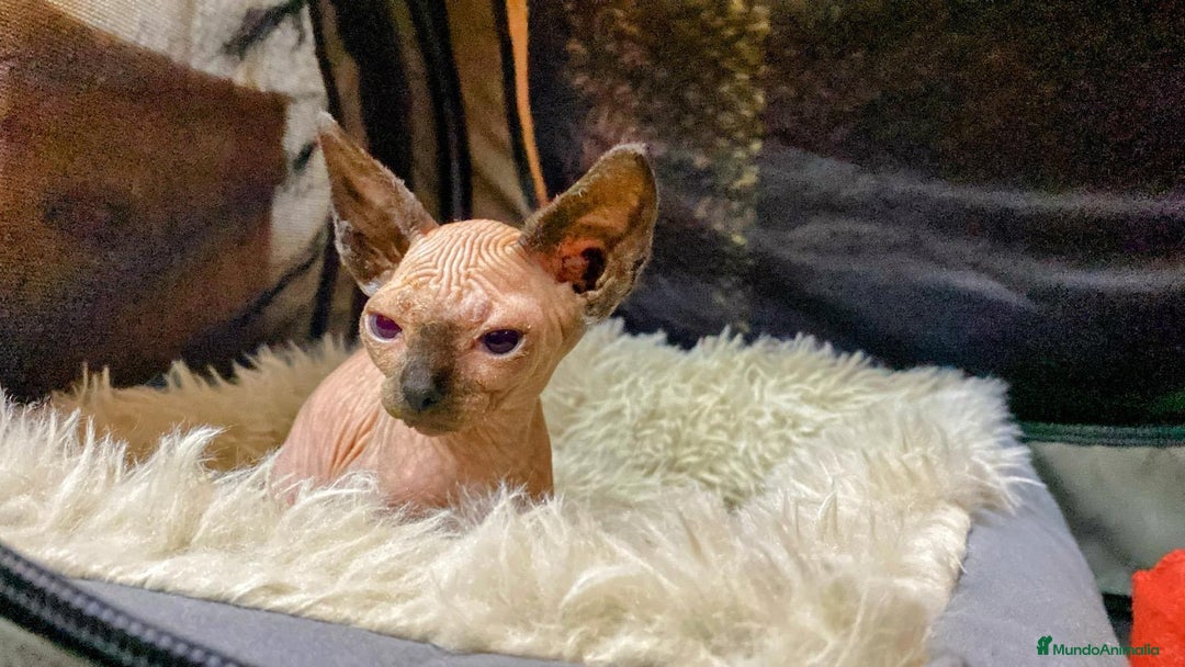 Sphynx gatos en venta: Gatitos Sphynx - Anuncio 2