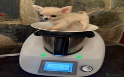 Chihuahua perros en venta: Chihuahua Micro Toy Hembra  - Imagen 7