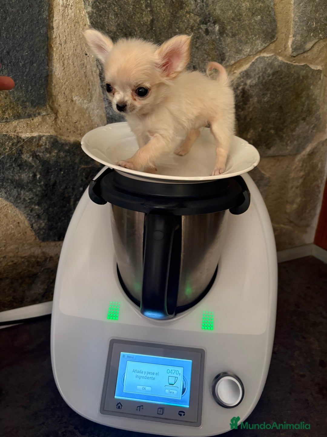 Chihuahua perros en venta: Chihuahua Micro Toy Hembra  - Imagen 7