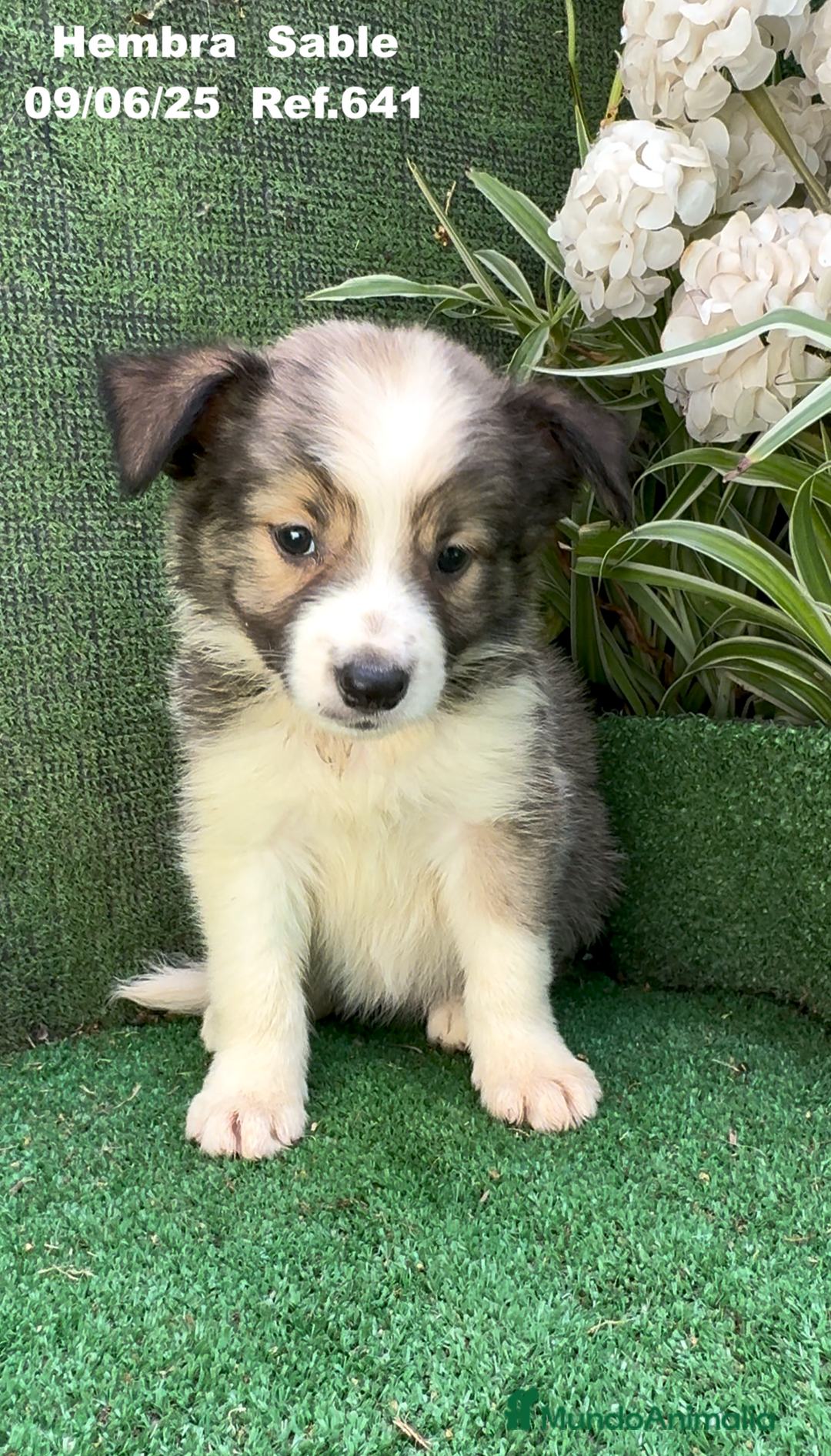 Border Collie perros en venta: BORDER COLLIE sable - Imagen 13