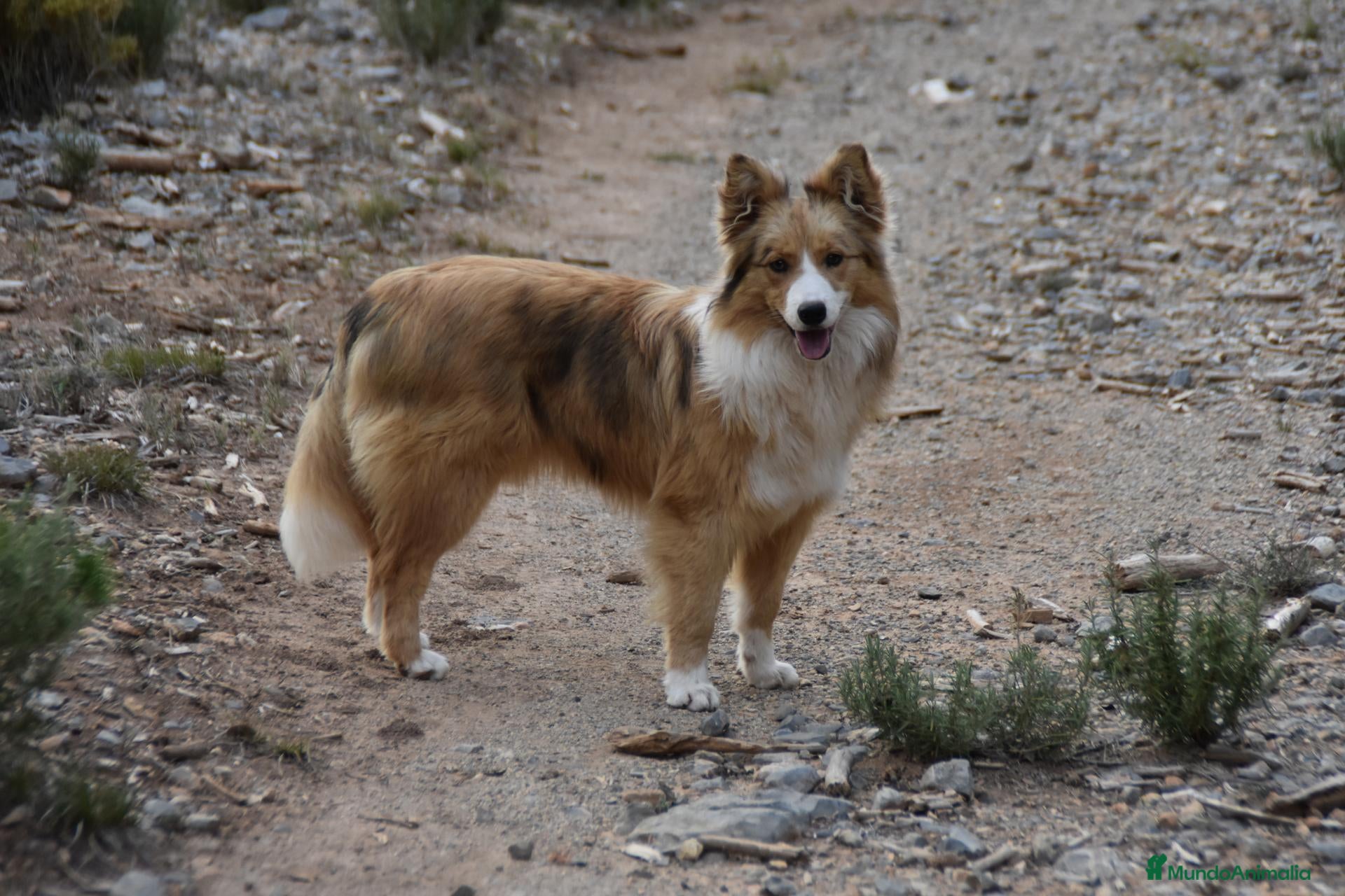 Border Collie perros HEMBRA DISPONIBLE - Anuncio 1