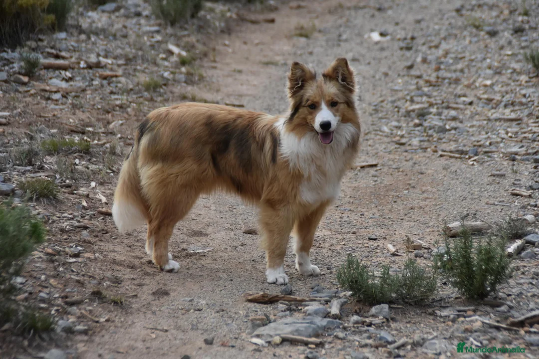 Border Collie perros en venta: HEMBRA DISPONIBLE - Anuncio 1