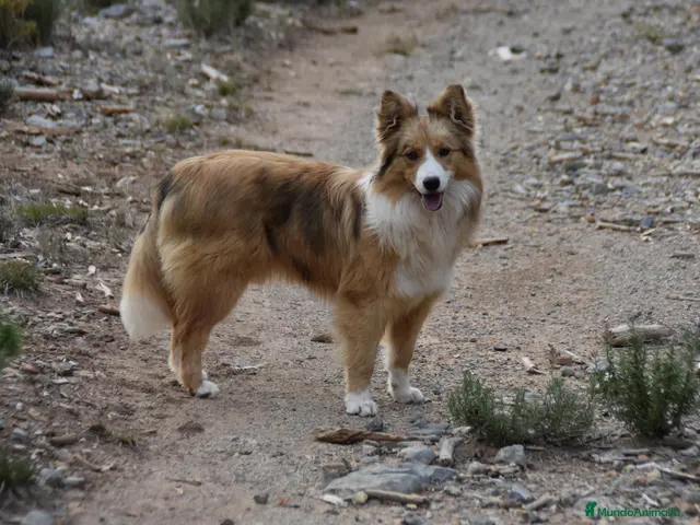 Border Collie perros HEMBRA DISPONIBLE - Anuncio 1
