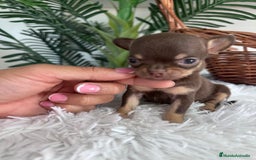 Chihuahua perros en venta: CHIHUAHUA MACHO CHOCOLATE  - Imagen 5