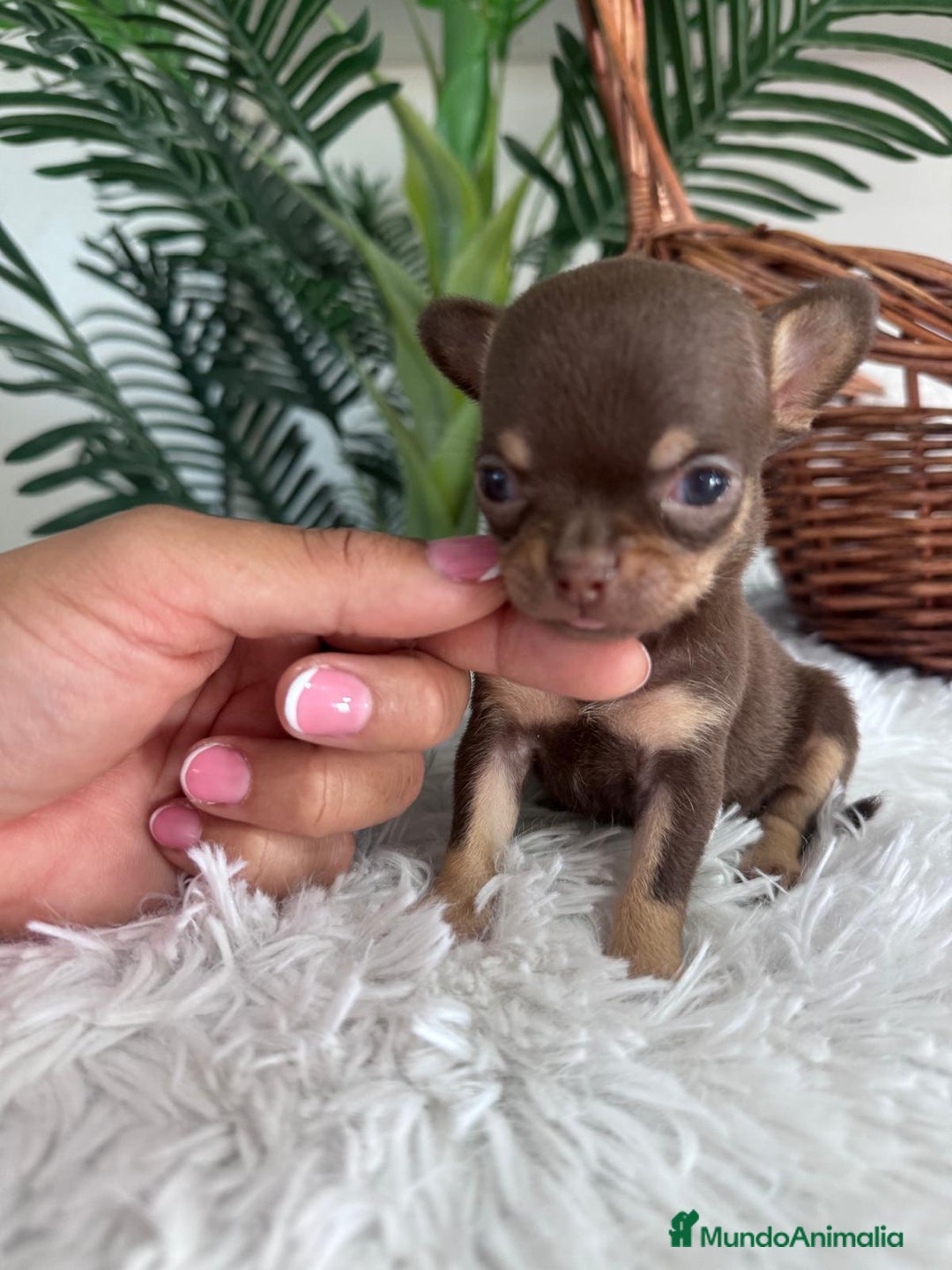 Chihuahua perros en venta: CHIHUAHUA MACHO CHOCOLATE  - Imagen 5