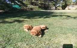 Cocker Spaniel Inglés perros en venta: Cocker - Imagen 2
