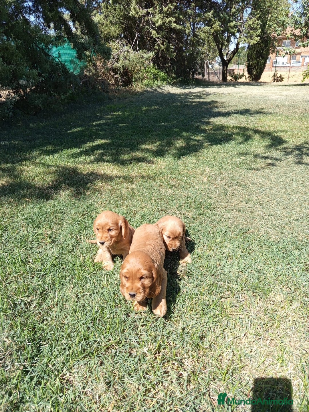 Cocker Spaniel Inglés perros en venta: Cocker - Imagen 2