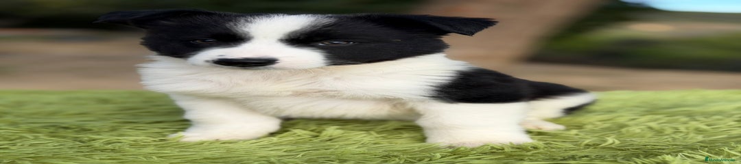 Border Collie Cachorro 1