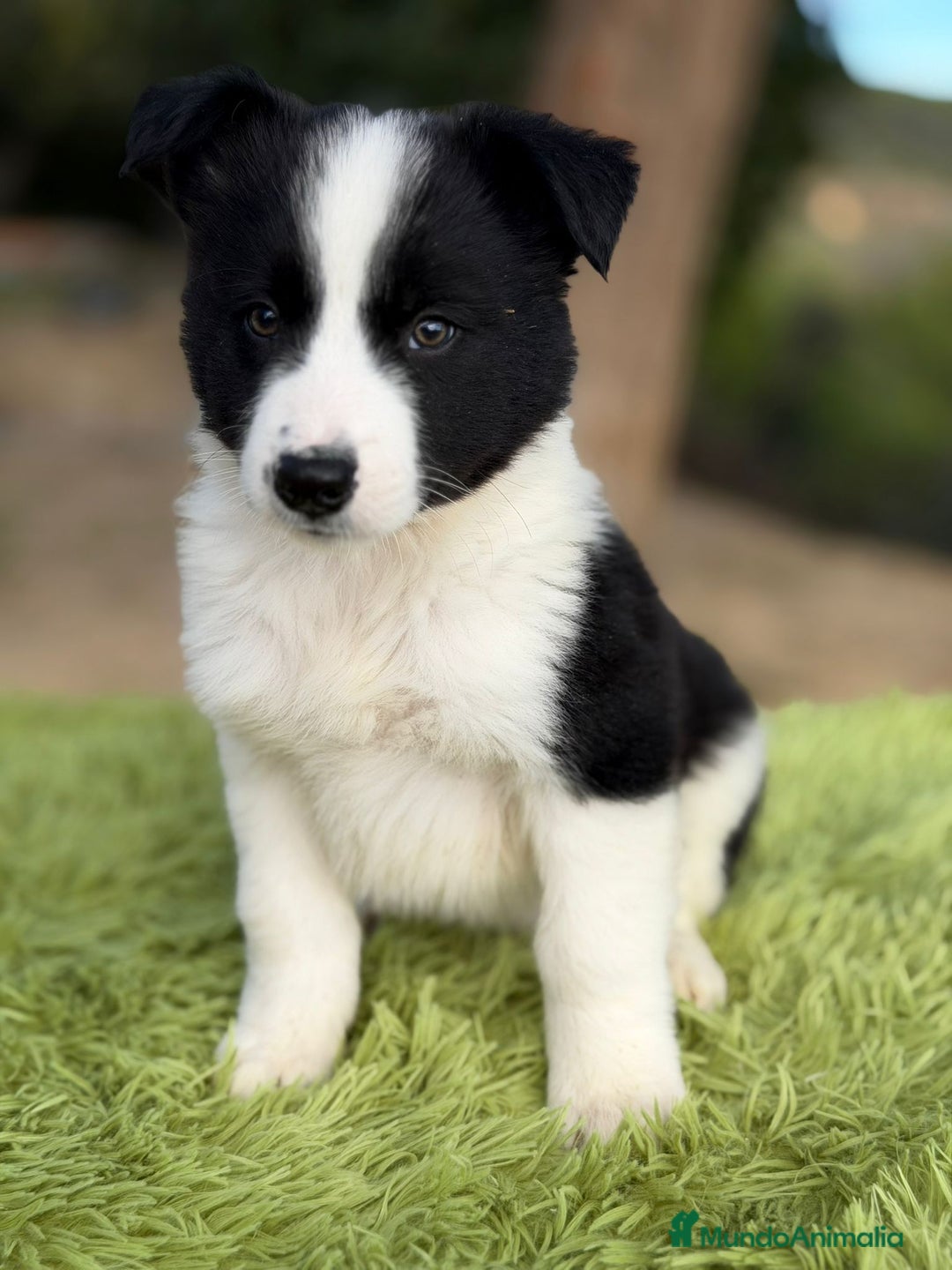Border Collie perros en venta: Border collie negro y blanco - Anuncio 1