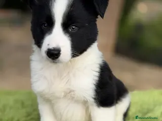 Border Collie perros Border collie negro y blanco - Anuncio 3