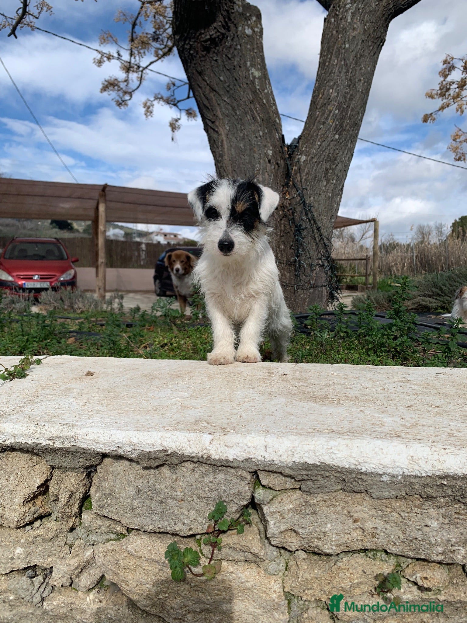 Jack Russell Terrier perros Preciosas hembras de Jack Russell Terrier Broken - Anuncio 2