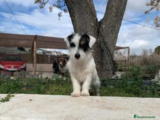 Jack Russell Terrier perros Preciosas hembras de Jack Russell Terrier Broken - Anuncio 2