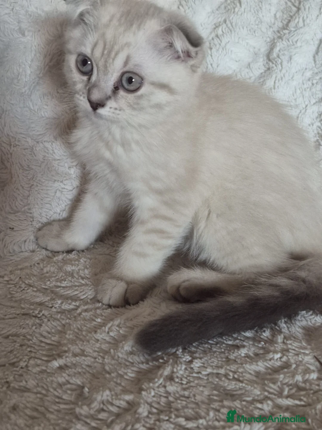 Scottish Fold gatos en venta:  Scottish Fold y British Shorthair - Anuncio 1
