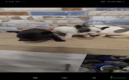 Bulldog Francés perros en venta: Bulldog francés exóticos  - Imagen 1