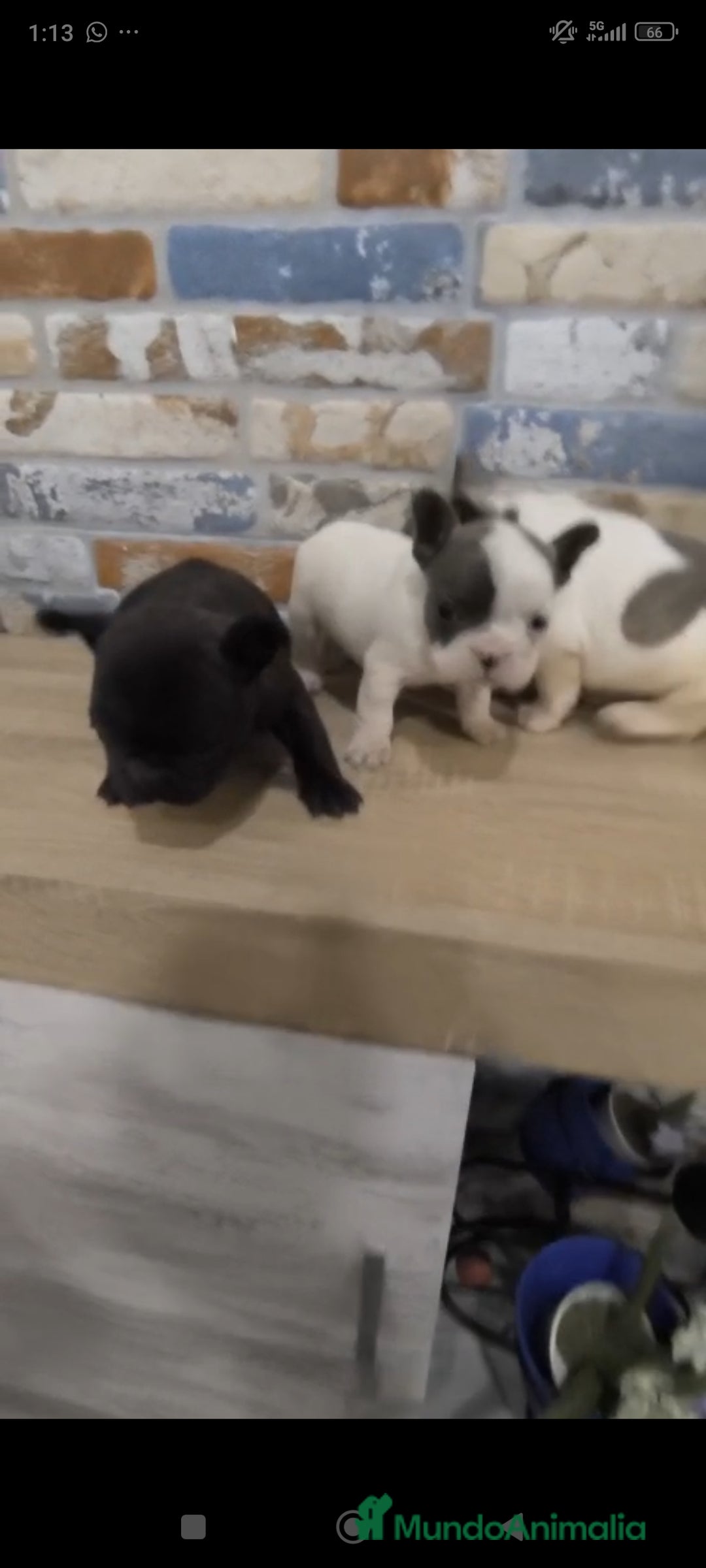 Bulldog Francés perros en venta: Bulldog francés exóticos  - Imagen 1