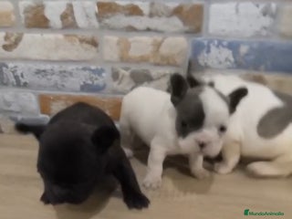 Bulldog Francés perros - Anuncio 2