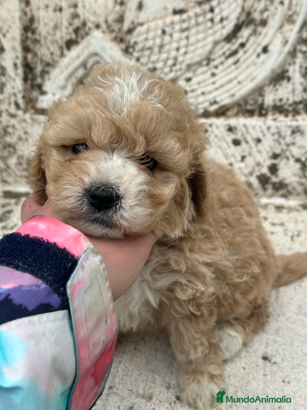 Maltipoo perros en venta: MALTIPOO MACHO DISPONIBLE! en Barcelona - Anuncio 2