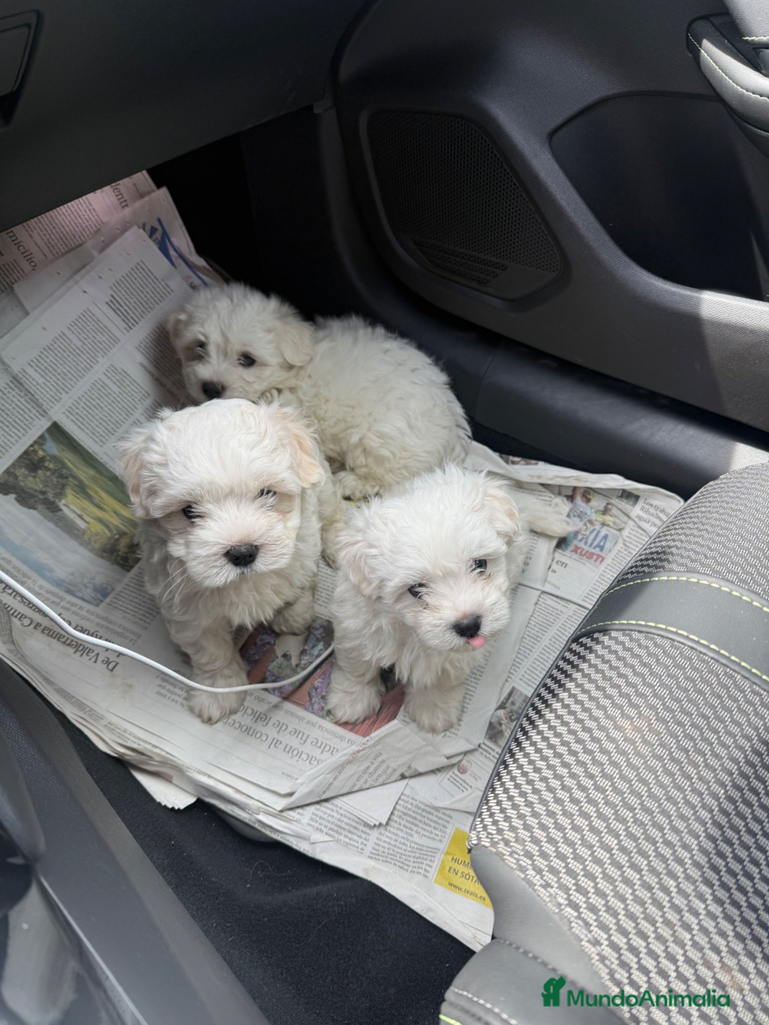 Bichón Maltés perros Bichon maltés precio el del anuncio  - Anuncio 1