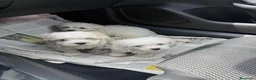 Bichón Maltés perros en venta: Bichon maltés precio el del anuncio  - Anuncio 1