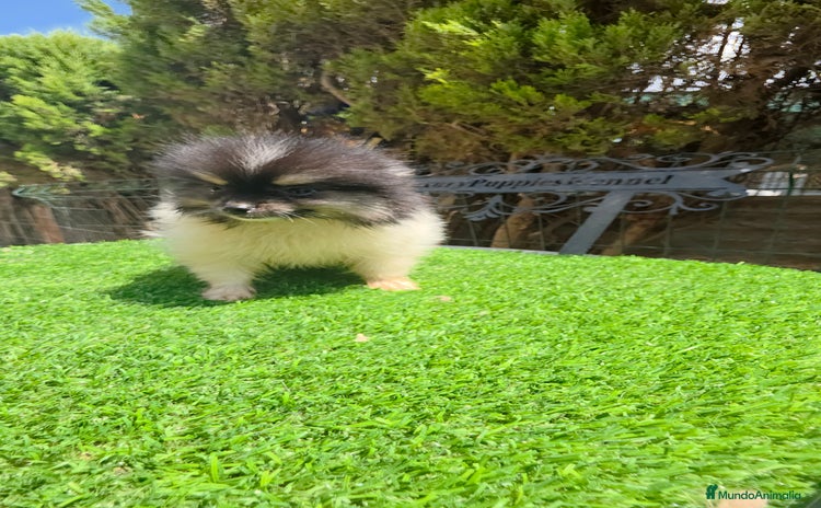 Pomerania perros Ponerania TEA CUP - Anuncio 1