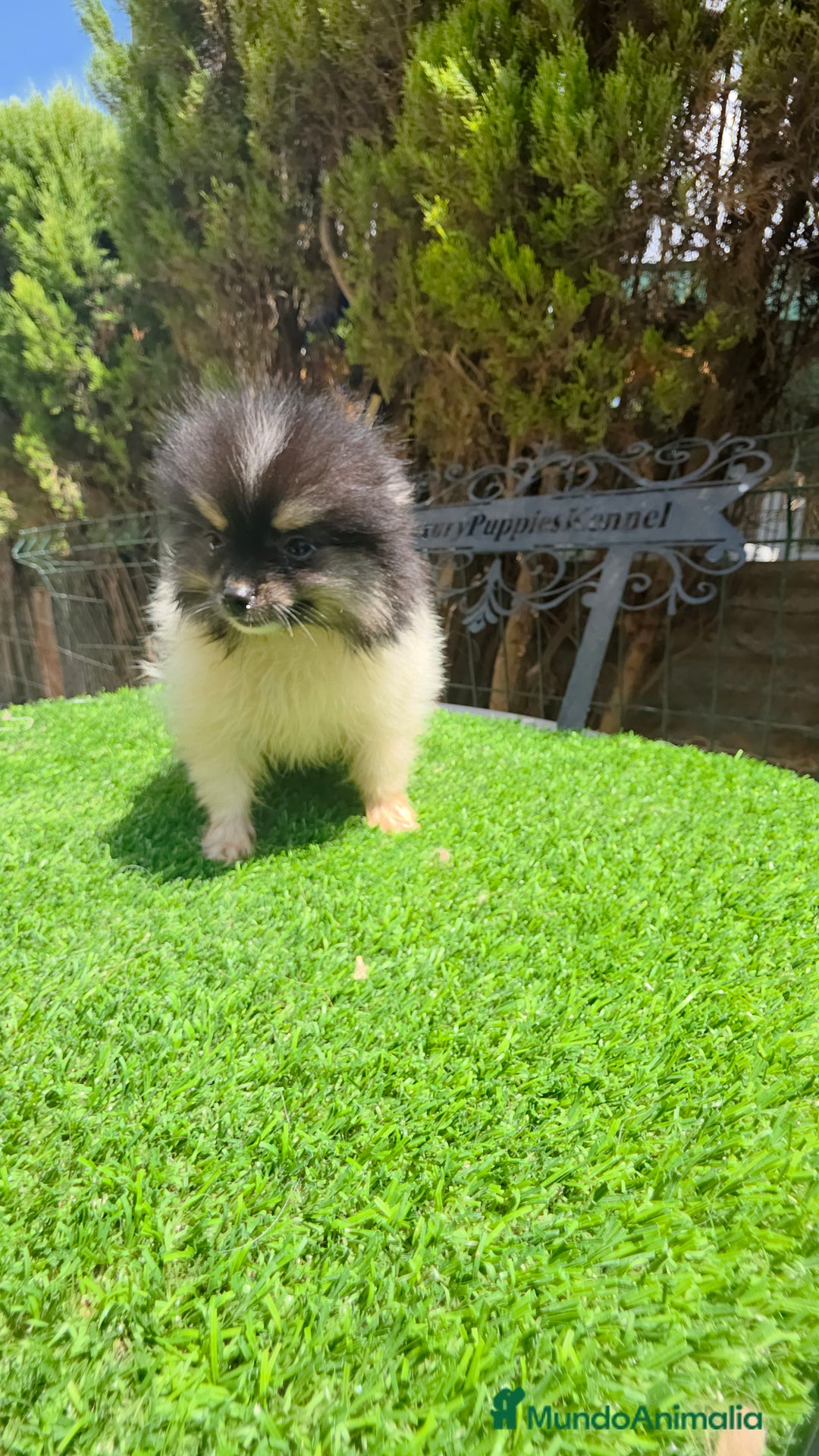 Pomerania perros en venta: Ponerania TEA CUP - Anuncio 1