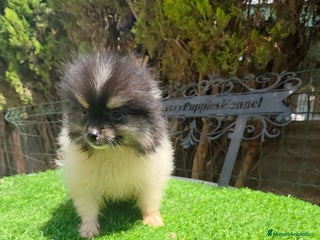 Pomerania perros Ponerania TEA CUP - Anuncio 1