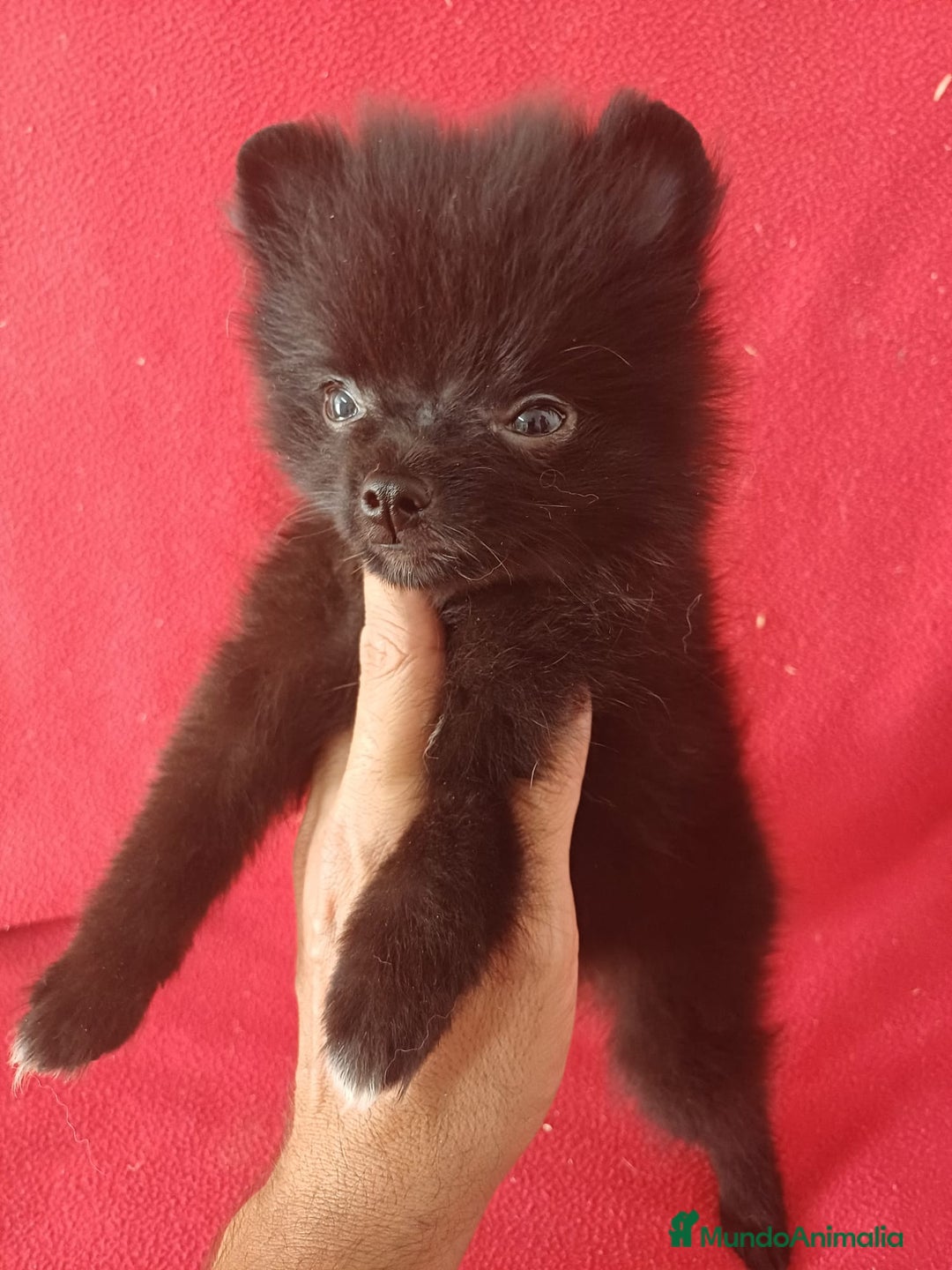 Pomerania perros en venta: Pomerania Standar  - Imagen 2