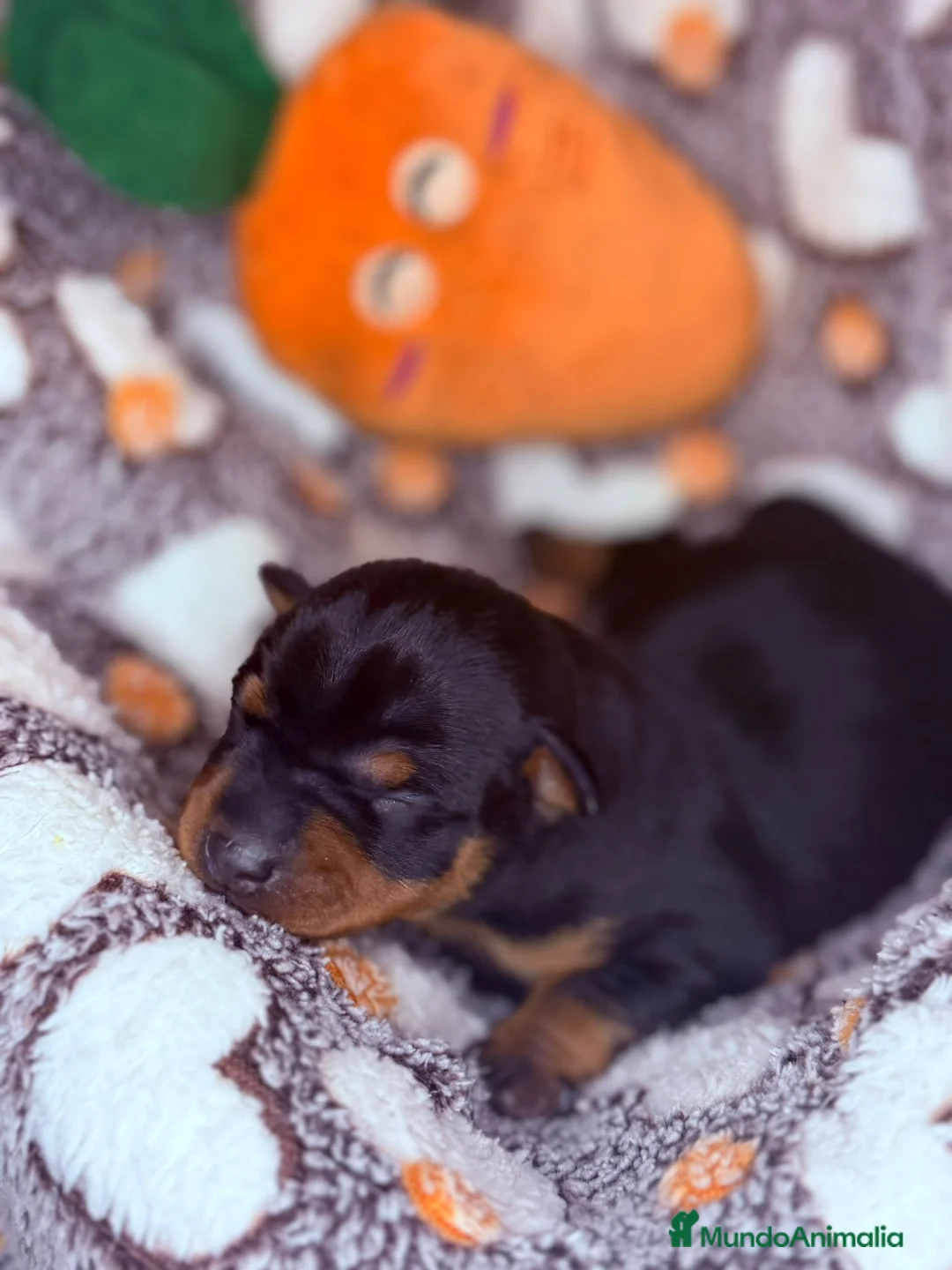 Pinscher Miniatura perros en venta: Pinscher Miniatura  - Anuncio 14