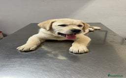 Labrador Retriever perros en venta: Cachorros de labrador Retrievers  - Imagen 5