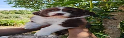Border Collie perros en venta: Bordell collin De Máxima Calidad - Anuncio 8