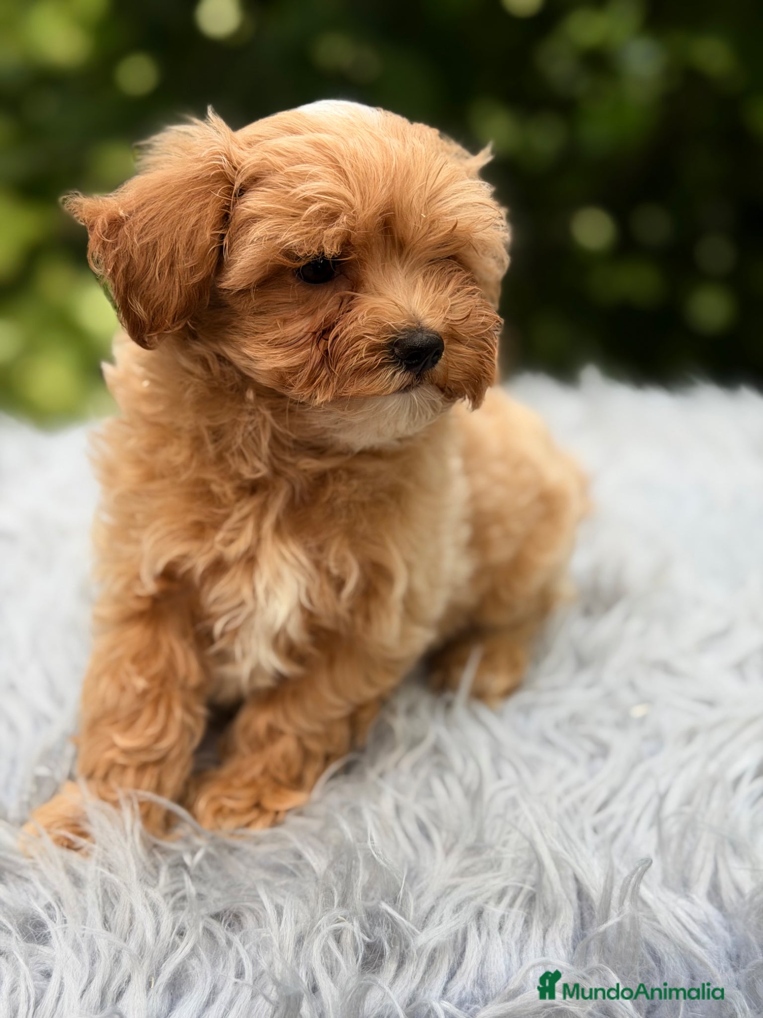 Maltipoo perros en venta: Maltipoo Minitoy macho  - Anuncio 5