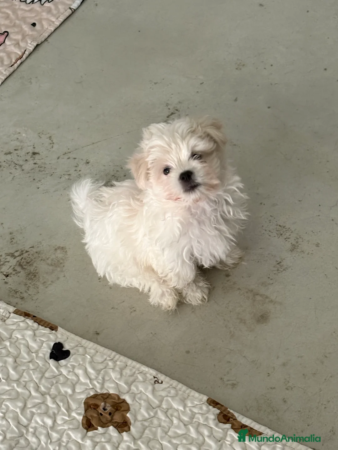 Bichón Maltés perros en venta: BICHON MALTES - Anuncio 5