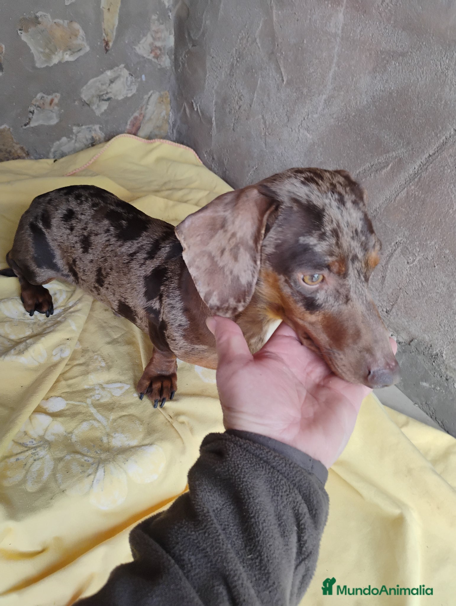 Teckel perros Macho teckel arlequín chocolate  - Anuncio 9