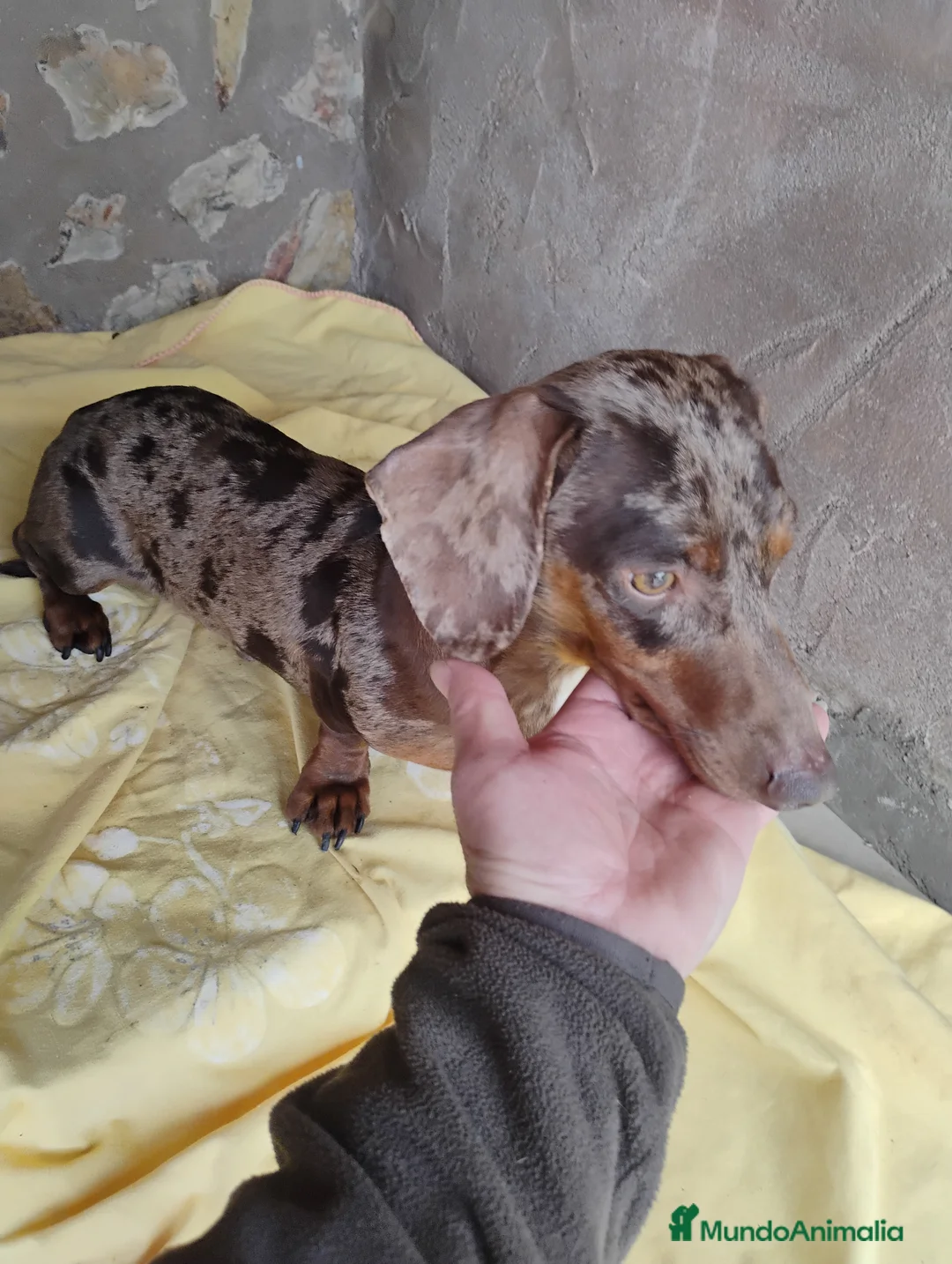 Teckel perros en venta: Macho teckel arlequín chocolate  - Anuncio 4