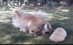 Pomerania perros en venta: Lulu pomerania - Imagen 6