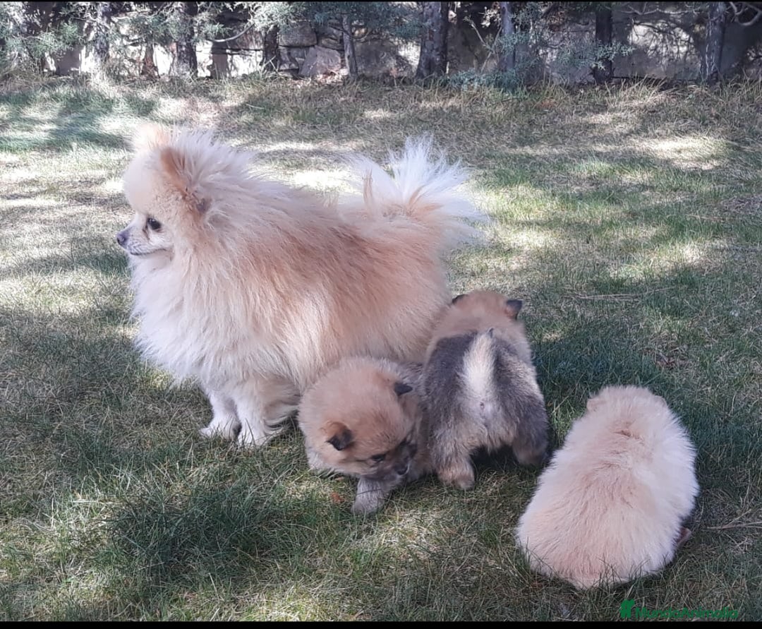 Pomerania perros en venta: Lulu pomerania - Imagen 6