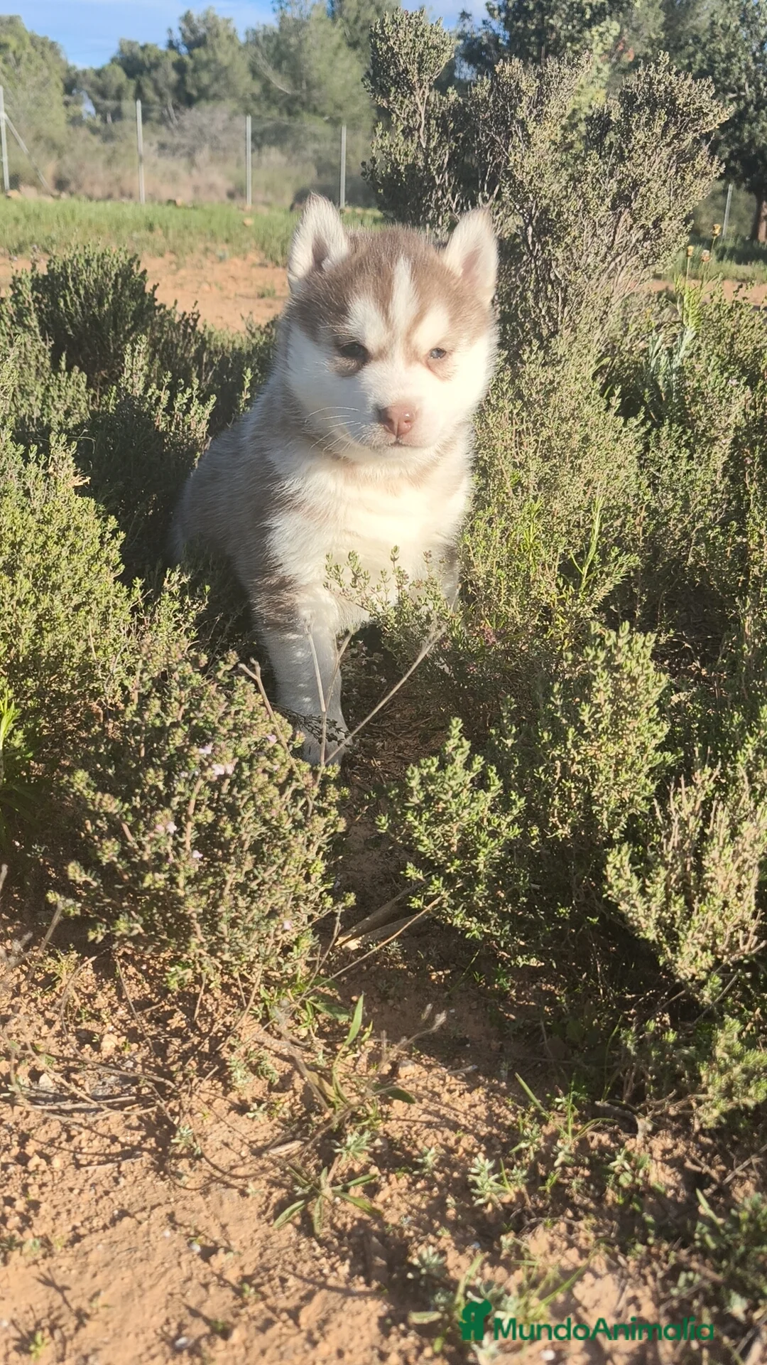 Husky Siberiano perros en venta: Husky SIBERIANO  - Anuncio 8