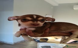 Chihuahua perros en adopcion: Chihuahua estándar  - Imagen 2