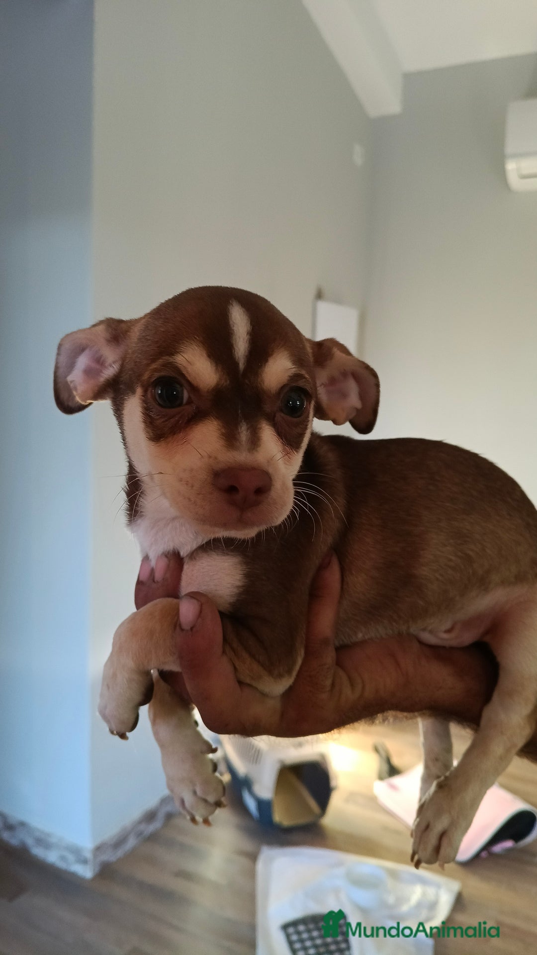Chihuahua perros en adopcion: Chihuahua estándar  - Imagen 2