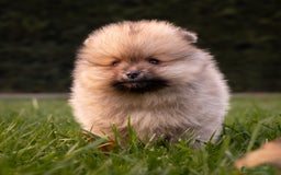 Pomerania perros en venta: Pomerania hembra sable  - Imagen 3