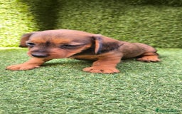 Teckel Miniatura perros en venta: camada teckel mini  - Imagen 19