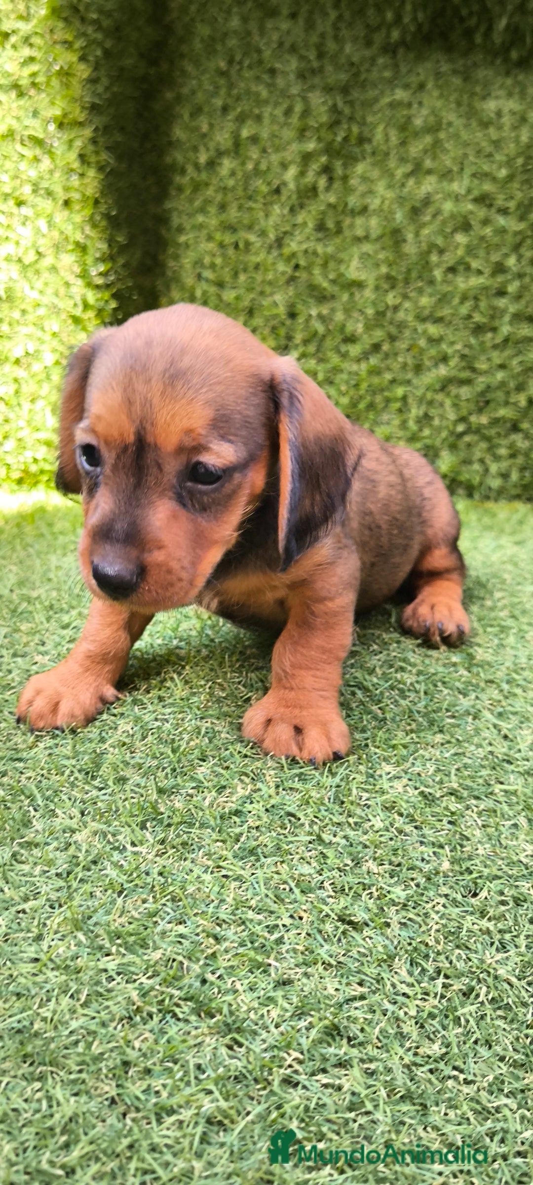 Teckel Miniatura perros en venta: camada teckel mini  - Imagen 19