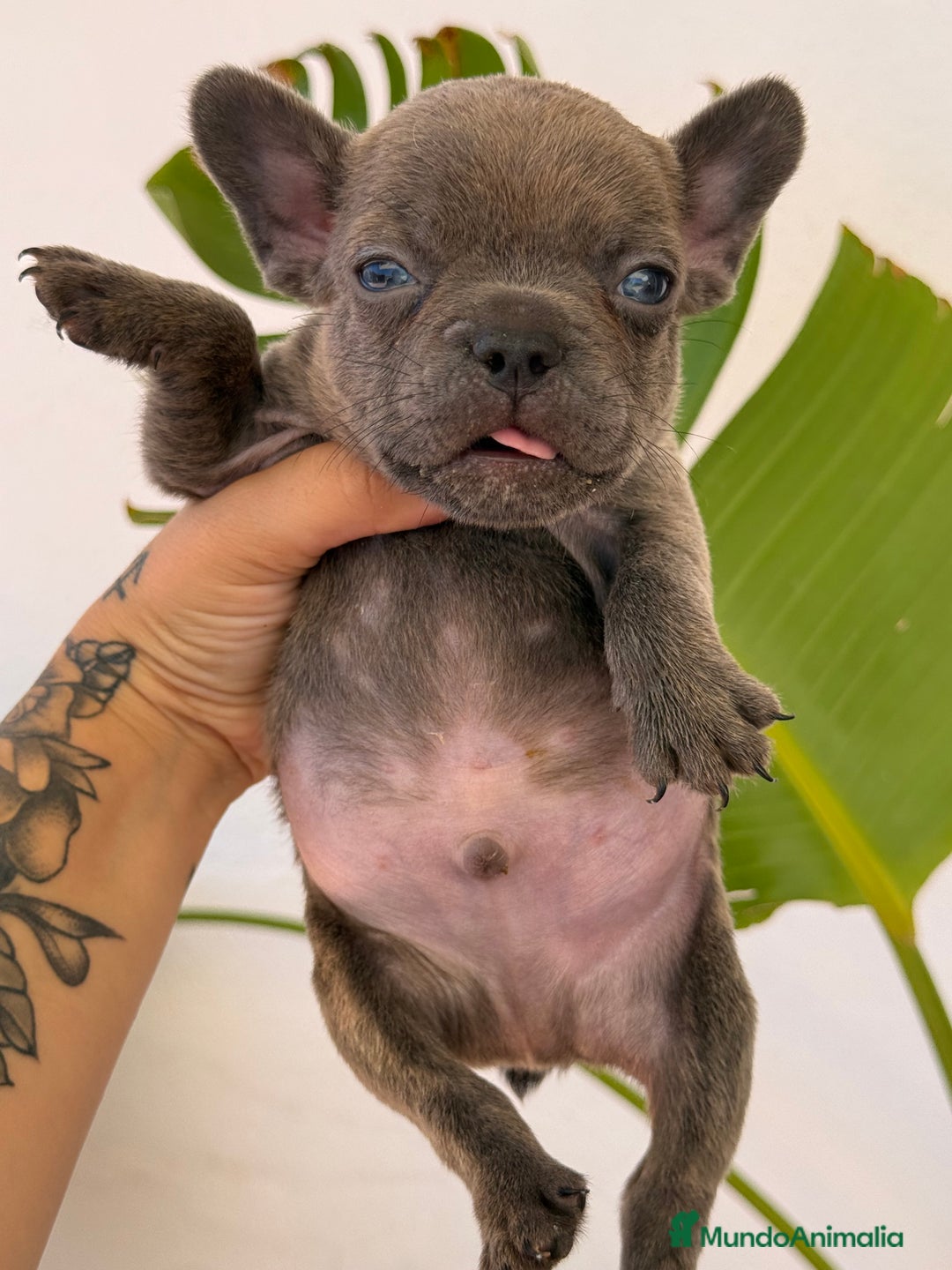 Bulldog Francés perros en venta: Bulldog francés macho mini  - Imagen 2