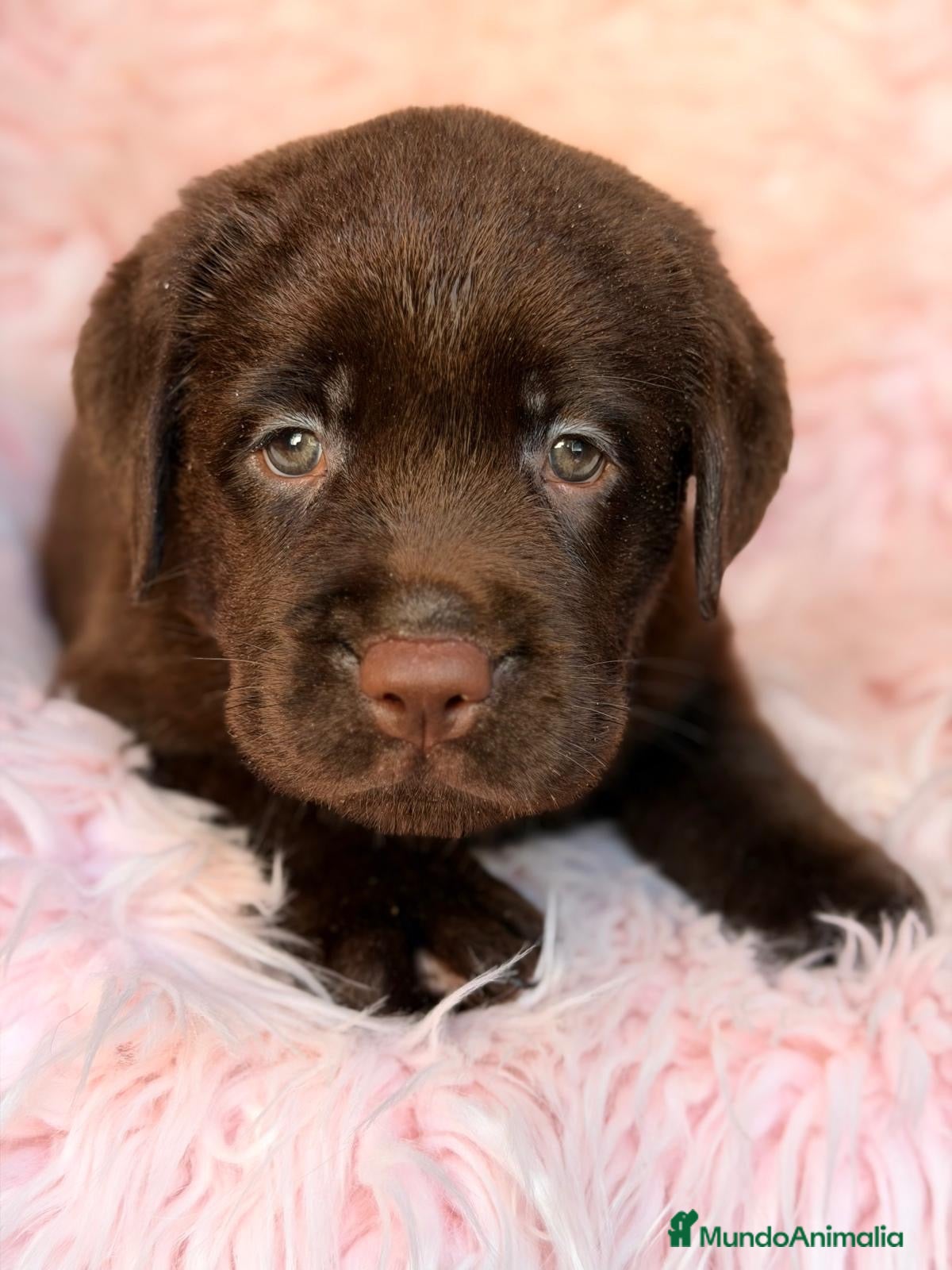 Labrador Retriever perros Hembra labrador chocolate🩷🐾 - Anuncio 4