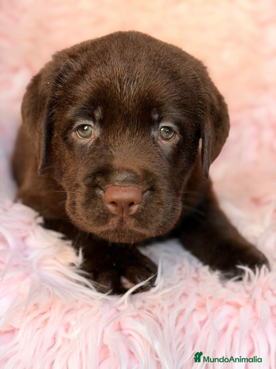 Labrador Retriever perros en venta: Hembra labrador chocolate🩷🐾 - Anuncio 1